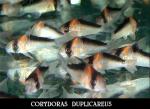 Corydoras-duplicareus