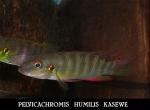 Pelvicachromis-humilis-KASEWE